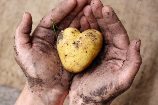 Mit Erde verschmutzte Hände halten einen herzförmigen Kartoffel.