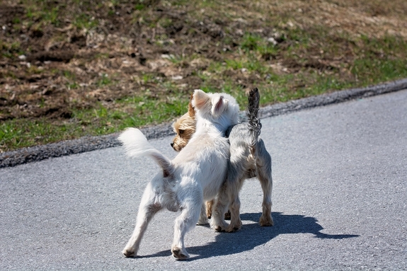 Zwei spielende Hunde.