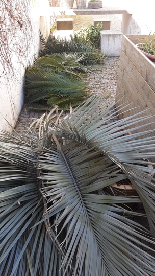 Palmenbltter