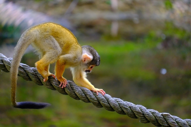 Affe balanciert auf Seil