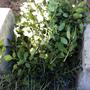 IMG-20250411-WA0004