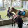 Esel- und Ponyreiten20241